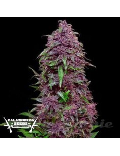 KALASHNIKOV SEEDS - Purple Mazar Auto - 1