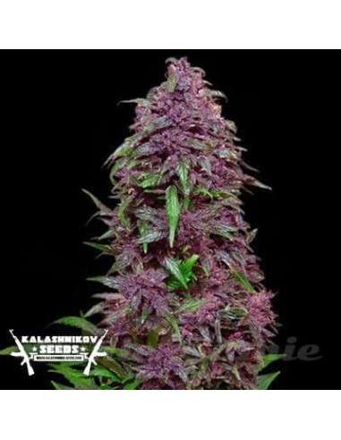 KALASHNIKOV SEEDS - Purple Mazar Auto - 1