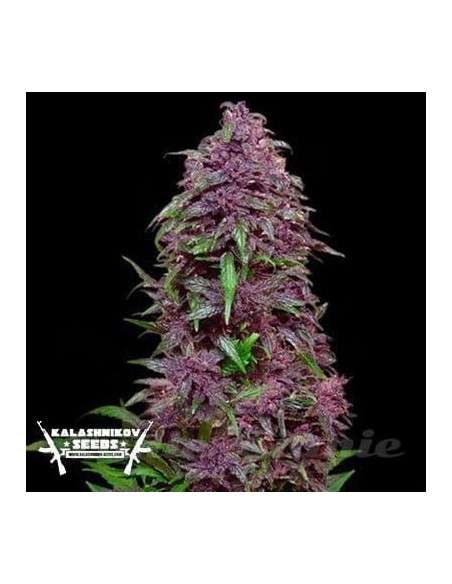 KALASHNIKOV SEEDS - Purple Mazar Auto - 1