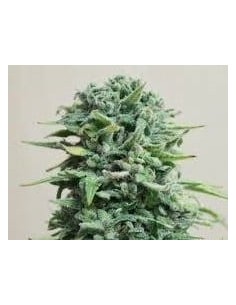 KALASHNIKOV SEEDS - Siberian Haze Auto - 1