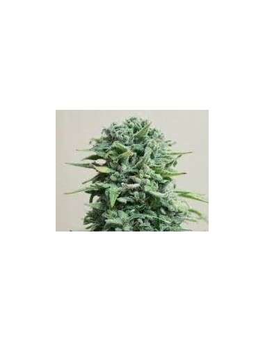 KALASHNIKOV SEEDS - Siberian Haze Auto - 1