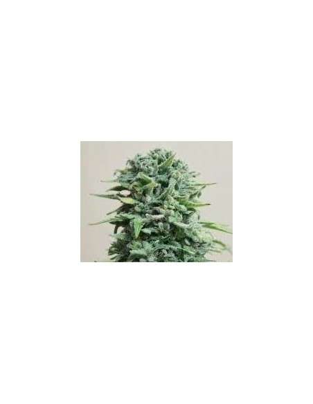 KALASHNIKOV SEEDS - Siberian Haze Auto - 1