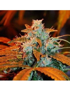 G13 LABS - Auto Blueberry - 1