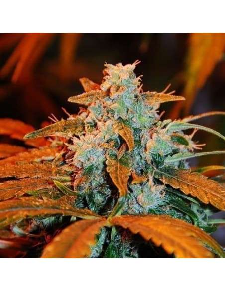 G13 LABS - Auto Blueberry - 1