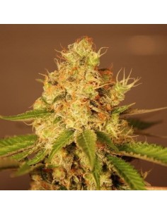 G13 LABS - Auto Diesel - 1