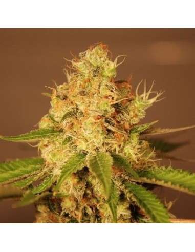 G13 LABS - Auto Diesel - 1