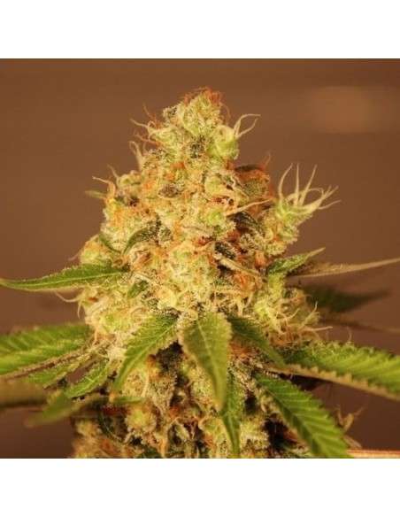 G13 LABS - Auto Diesel - 1
