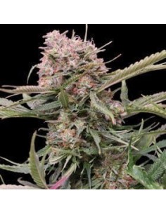 G13 LABS - Auto Gigabud - 1
