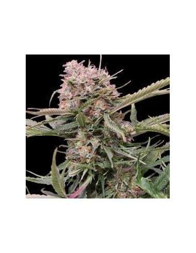 G13 LABS - Auto Gigabud - 1