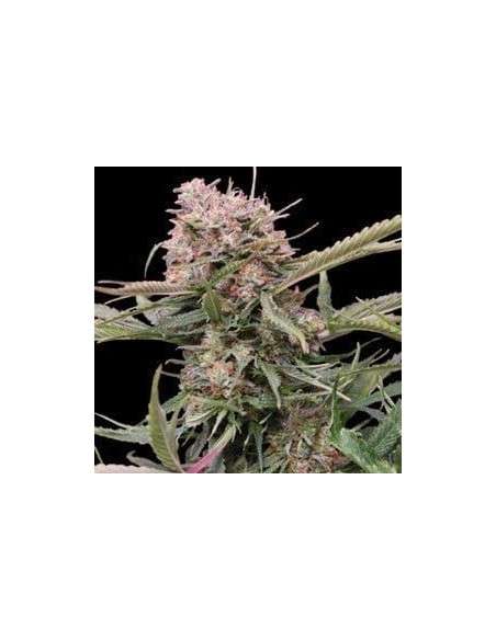 G13 LABS - Auto Gigabud - 1