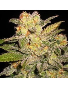 G13 LABS - AUTO NL - 1