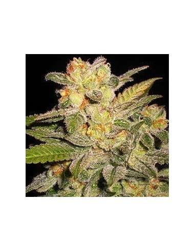 G13 LABS - AUTO NL - 1