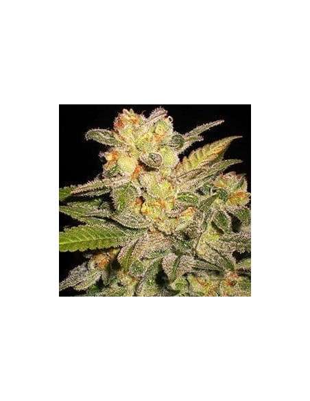 G13 LABS - AUTO NL - 1