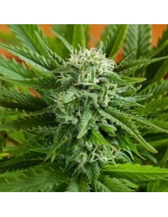 G13 LABS - Auto Pineapple Express - 1