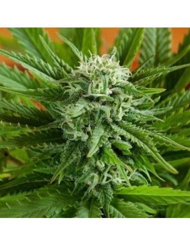 G13 LABS - Auto Pineapple Express - 1