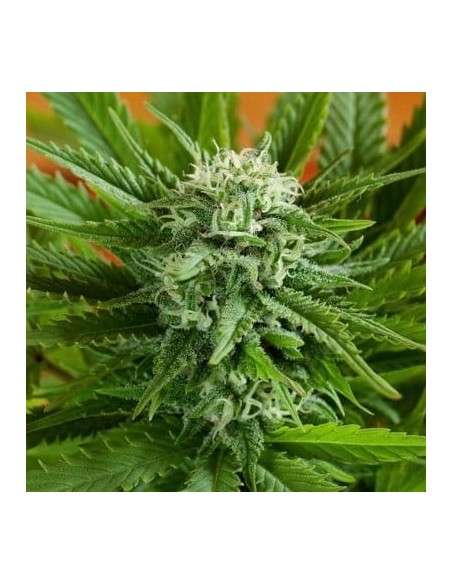 G13 LABS - Auto Pineapple Express - 1