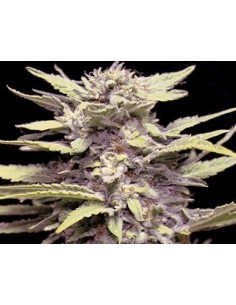 G13 LABS - Blue Cindy - 1