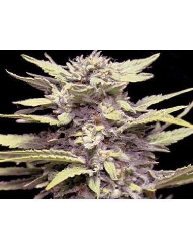 G13 LABS - Blue Cindy - 1
