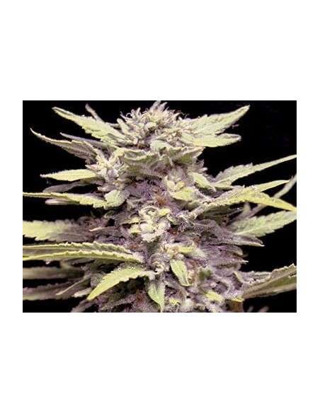 G13 LABS - Blue Cindy - 1