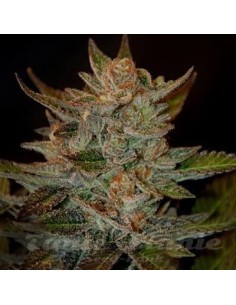 G13 LABS - Blue OG - 1