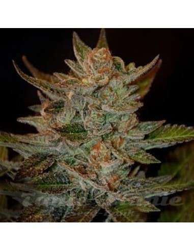 G13 LABS - Blue OG - 1