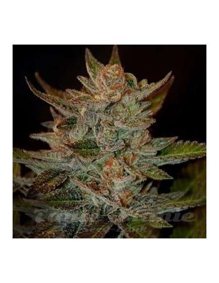 G13 LABS - Blue OG - 1