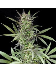 G13 LABS - Blue Venom - 1