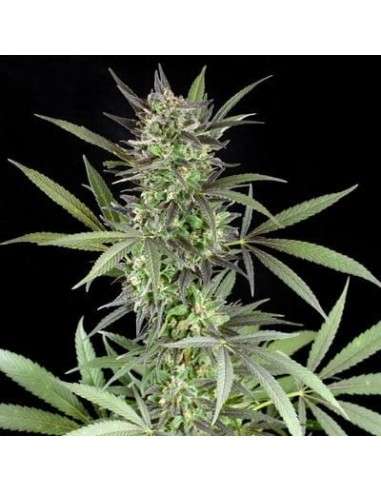 G13 LABS - Blue Venom - 1