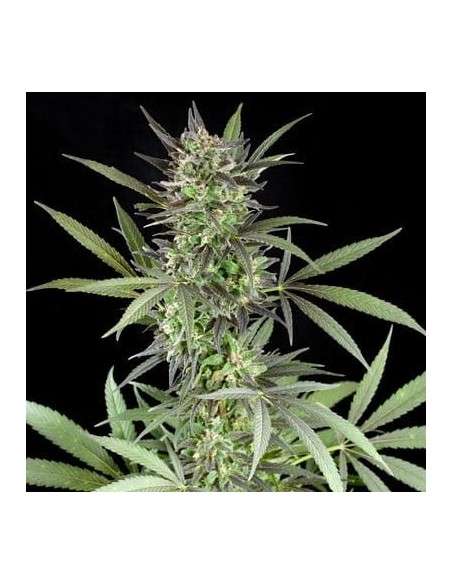 G13 LABS - Blue Venom - 1