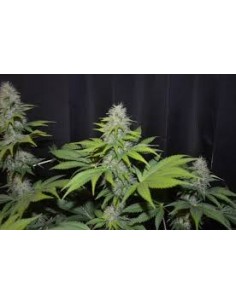 G13 LABS - Blueberry Gum 2 - 1