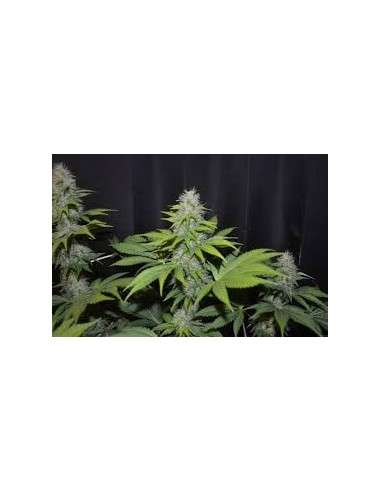 G13 LABS - Blueberry Gum 2 - 1