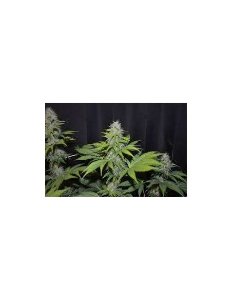 G13 LABS - Blueberry Gum 2 - 1