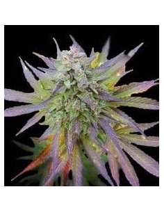 G13 LABS - Blueberry Gum - 1