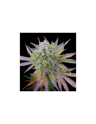 G13 LABS - Blueberry Gum - 1