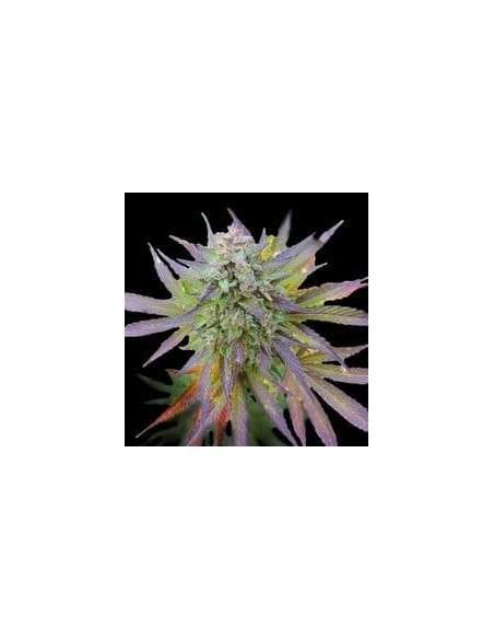 G13 LABS - Blueberry Gum - 1