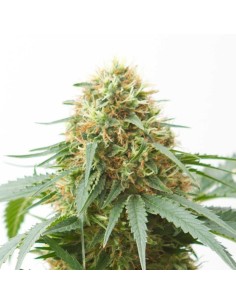 Northern Light - 1