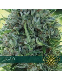 Vision Seeds - Ak-49 - 1