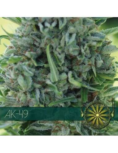 Vision Seeds - Ak-49 - 1