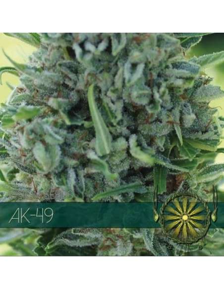 Vision Seeds - Ak-49 - 1
