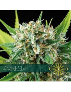 Vision Seeds - Amnesia - 1