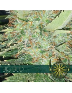 Vision Seeds - Big Bud - 1