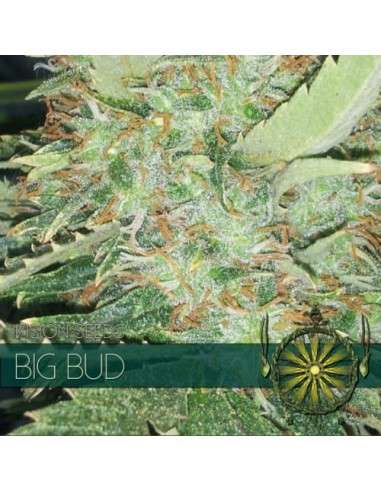 Vision Seeds - Big Bud - 1