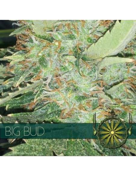Vision Seeds - Big Bud - 1