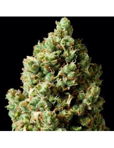 Critical Kush - 1