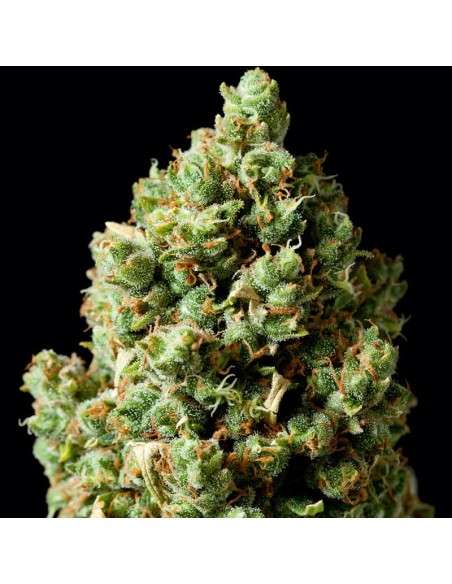 Critical Kush - 1
