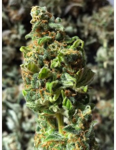 Critical Kush - 1 2