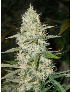 CBD Super Silver Haze (Odmiana medyczna) - 1