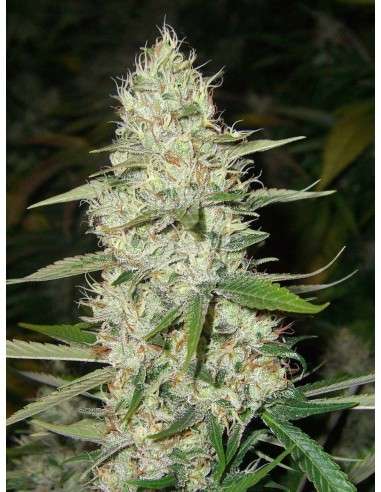 CBD Super Silver Haze (Odmiana medyczna) - 1