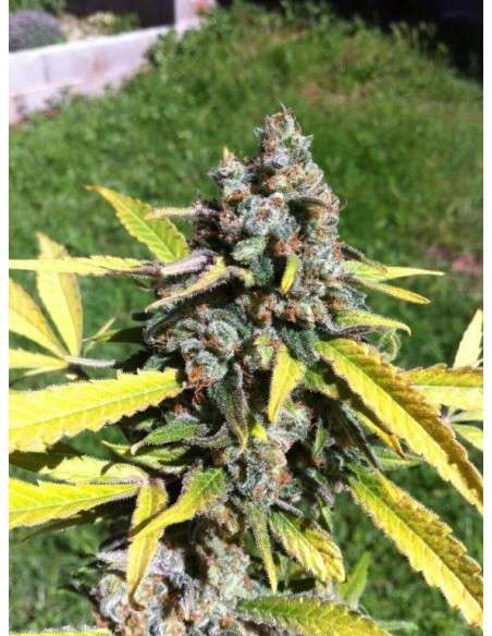 CBD AK47 (Odmiana medyczna) - 1