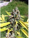 CBD AK47 (Odmiana medyczna) - 1